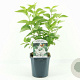Syringa v. 'Mme Lemoine' 30-40 cm 2,0L