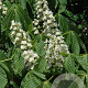 Aesculus hippocastanum 40-60 cm wortelgoed 3 jarig verplante zaailin