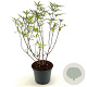 Vitex agnus-castus 25-30 cm 3,0L