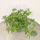 Vitex agnus-castus 25-30 cm 3,0L