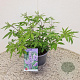Vitex agnus-castus 25-30 cm 3,0L