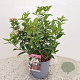 Viburnum tin. 'Eve Price' 25-30 cm 2,5L