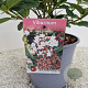 Viburnum tin. 'Eve Price' 25-30 cm 2,5L