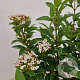 Viburnum tin. 'Eve Price' 25-30 cm 2,5L