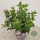 Viburnum tin. 'Eve Price' 25-30 cm 2,5L