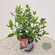 Viburnum tin. 'Gwenllian' 25-30 cm 2,5L