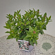 Viburnum tinus 25-30 cm 2,5L