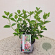 Viburnum tin. Lisarose 25-30 cm 2,5L