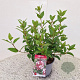 Viburnum tin. Spirit 25-30 cm 2,5L