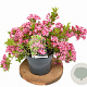 Weigela Picobella Rosa 15-20 cm 3,0L