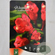 Weigela Picobella Rosso 30-40 cm 3,0L