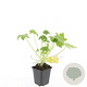 Geranium macr. 'Spessart' GM P9