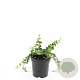 Vinca minor 'Alba' GM C1.3