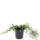 Vinca minor GM C1.3