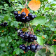 Aronia melanocarpa 40-60 cm wortelgoed 3 jarig verplante zaailin