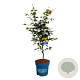 Acer Arctic Jade 100-125 cm 15L