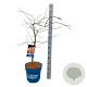 Acer Ice Dragon 80-100 cm 15L breed