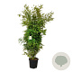 Acer palmatum 170-200 cm cont. 55L extra