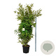Acer palmatum 170-200 cm cont. 55L extra