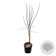 Acer pal. 'Bloodgood' 60-80 cm