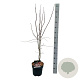 Acer pal. 'Bloodgood' 60-80 cm