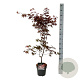 Acer pal. 'Bloodgood' 60-80 cm
