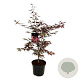 Acer pal. 'Bloodgood' 80-100 cm P27