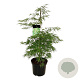 Acer pal. 'Dissectum' 80-100 cm P27