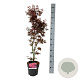 Acer pal. 'Skeeter's Broom' 60-80 cm