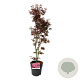 Acer pal. 'Skeeter's Broom' 60-80 cm