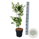 Acer pal. 'Silhouette' 50-60 cm 4,5L