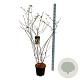 Buddleja d. 'Ile de France' 100-125 cm 15L