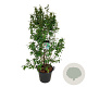 Callicarpa bod. 'Profusion' 170-200 cm cont. 55L extra