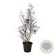 Callicarpa bod. 'Profusion' 170-200 cm cont. 55L extra