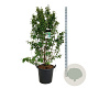 Callicarpa bod. 'Profusion' 170-200 cm cont. 55L extra