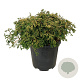 Chamaecyparis o. 'Gitte' 40-50 cm 15L