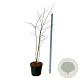 Cladrastis kentukea 170-200 cm cont. 55L extra