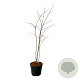 Cladrastis kentukea 170-200 cm cont. 55L extra