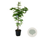 Cladrastis kentukea 170-200 cm cont. 55L extra