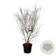Cornus k. 'Milky Way' 200-250 cm cont. 90L extra