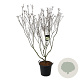 Cornus k. 'Schmetterling' 170-200 cm cont. 55L extra