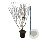 Cornus k. 'Schmetterling' 170-200 cm cont. 55L extra