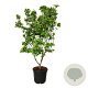 Cornus k. 'Schmetterling' 170-200 cm cont. 55L extra