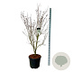 Cornus k. 'Teutonia' 170-200 cm cont. 55L extra