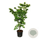 Cornus k. 'Teutonia' 170-200 cm cont. 55L extra