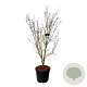 Cornus k. 'Teutonia' 170-200 cm cont. 55L extra