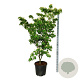 Cornus k. 'Teutonia' 170-200 cm cont. 55L extra
