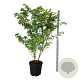 Cornus k. 'Weisse Fontaine' 170-200 cm cont. 55L extra