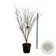 Cornus k. 'Weisse Fontaine' 170-200 cm cont. 55L extra
