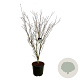 Cornus k. 'Weisse Fontaine' 170-200 cm cont. 55L extra